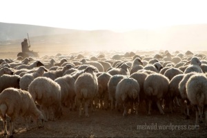sheep_following_shepherd