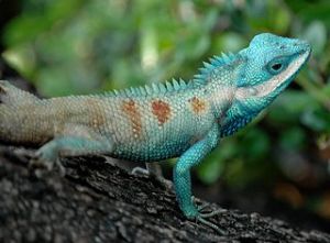 320px-bangkok_reptiles_blue_crested_lizard